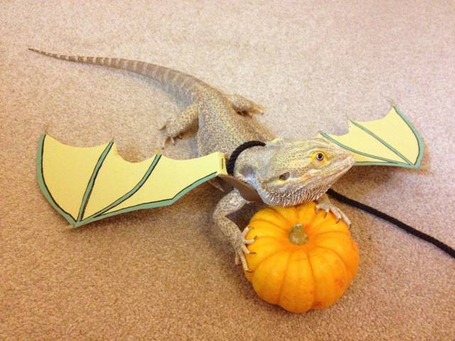 toothless dragon porn pics dragon comments halloween tgdkw bearded