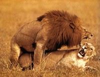 the lion king porn lion mating vbulletin