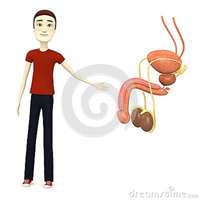 sexy girl toon cartoon boy male reproductive system royalty free stock